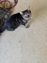 Found/Stray Female Cat last seen Split Rock Ln and Riley Rd, Douglasville, GA 30134