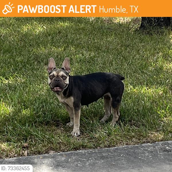 Found/Stray Female Dog last seen Rankin Rd., Humble, TX 77396