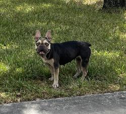 Found/Stray Female Dog last seen Rankin Rd., Humble, TX 77396