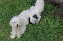 Reunited Unknown Dog last seen Near Mister car wash by Wallisville rd and black rock st, Houston, TX 77015
