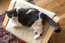 Reunited Male Cat last seen Saint Roman, Vienna, VA 22182