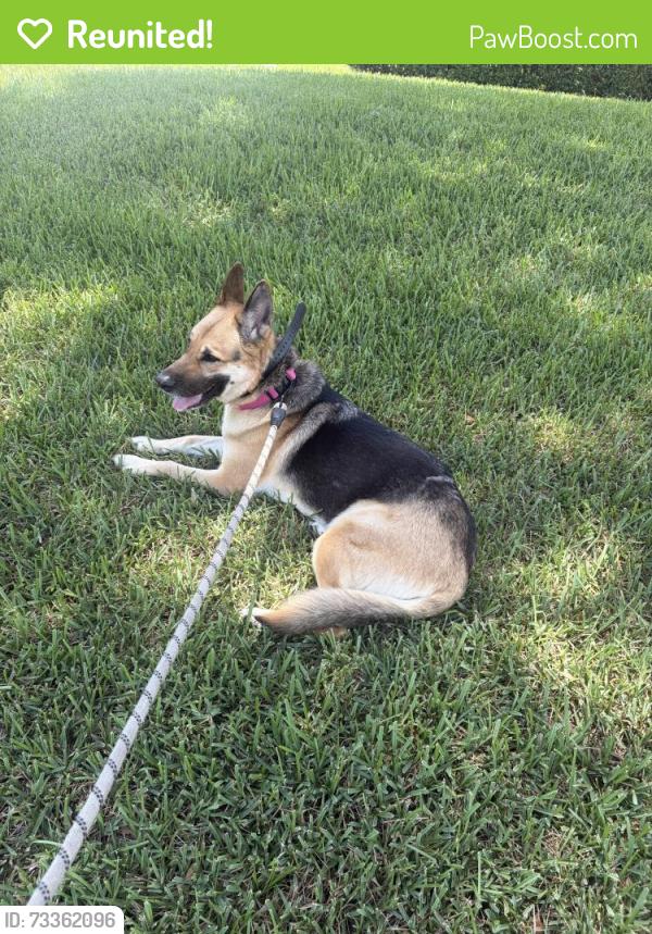 Reunited Female Dog last seen Victoria Dr & Collin Dr, West Palm Beach, FL 33406