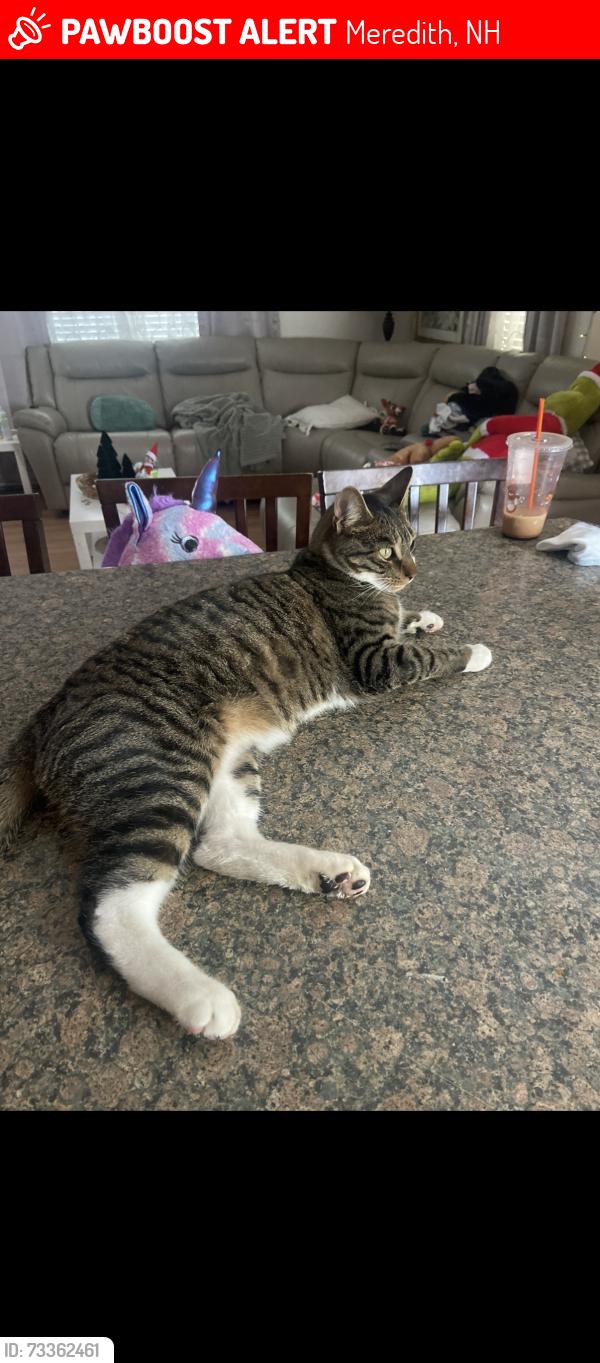 Lost Male Cat last seen Plymouth st, Meredith, NH 03253