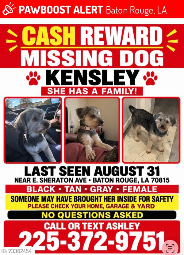 Lost Female Dog last seen Corner of E. Sheraton, Baton Rouge, LA 70815