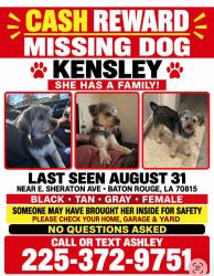 Lost Female Dog last seen Corner of E. Sheraton, Baton Rouge, LA 70815