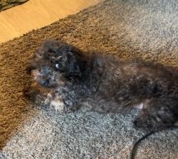 Lost Male Dog last seen west el camino and truxel, Sacramento, CA 95833