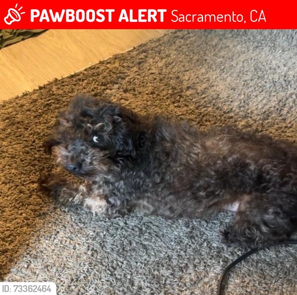 Lost Male Dog last seen west el camino and truxel, Sacramento, CA 95833