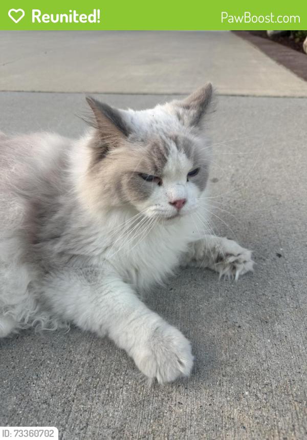 Reunited Unknown Cat last seen Amberwood, Walnut, CA 91789