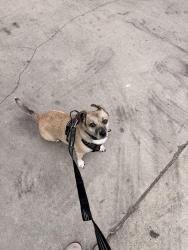 Reunited Male Dog last seen Cherry Ave and 10th street near northgate, Long Beach, CA 90813