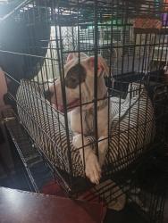 Found/Stray Male Dog last seen William ave, Baytown, TX 77520