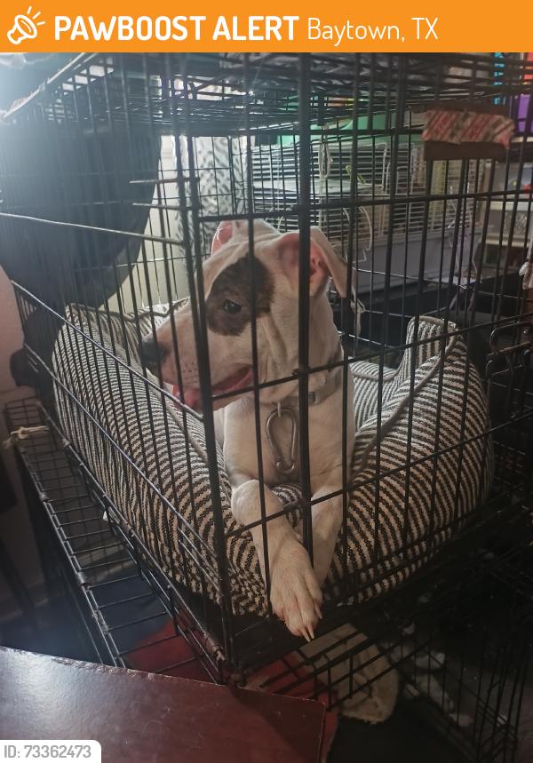 Found/Stray Male Dog last seen William ave, Baytown, TX 77520