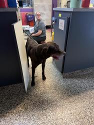 Found/Stray Male Dog last seen Nanticoke, Nanticoke, PA 18634