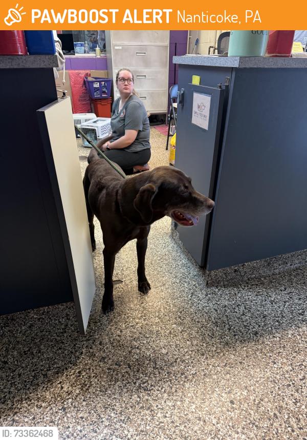 Found/Stray Male Dog last seen Nanticoke, Nanticoke, PA 18634