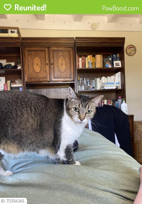 Reunited Female Cat last seen Mildred St and Colusa St, San Diego, CA 92110