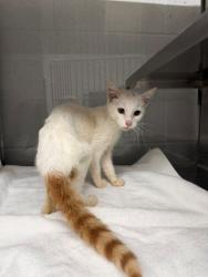 Shelter Stray Male Cat last seen Edgewood Rd, Bessemer City, NC, 1491 Business Park Ct, Gastonia, NC 28052, USA