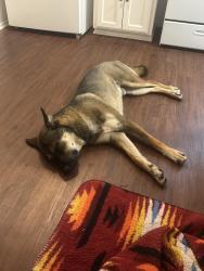 Found/Stray Male Dog last seen Found at the Baldwin Hills Stairs, Los Angeles, CA 90016