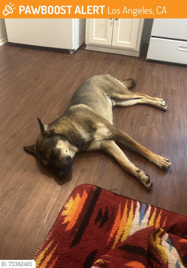 Found/Stray Male Dog last seen Found at the Baldwin Hills Stairs, Los Angeles, CA 90016