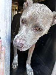 Shelter Stray Male Dog last seen Near E Ripy St, South District, TX, 355 Hillshire Dr, Haslet, TX 76052, USA