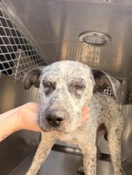 Shelter Stray Male Dog last seen Near Marion Ave, Central District, TX, 355 Hillshire Dr, Haslet, TX 76052, USA