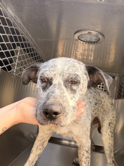 Shelter Stray Male Dog last seen Near Marion Ave, Central District, TX, 355 Hillshire Dr, Haslet, TX 76052, USA