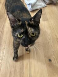 Lost Female Cat last seen Concession 11th E Freelton, Hamilton, ON L8B 0Z1