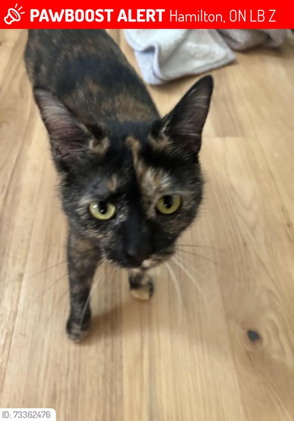 Lost Female Cat last seen Concession 11th E Freelton, Hamilton, ON L8B 0Z1