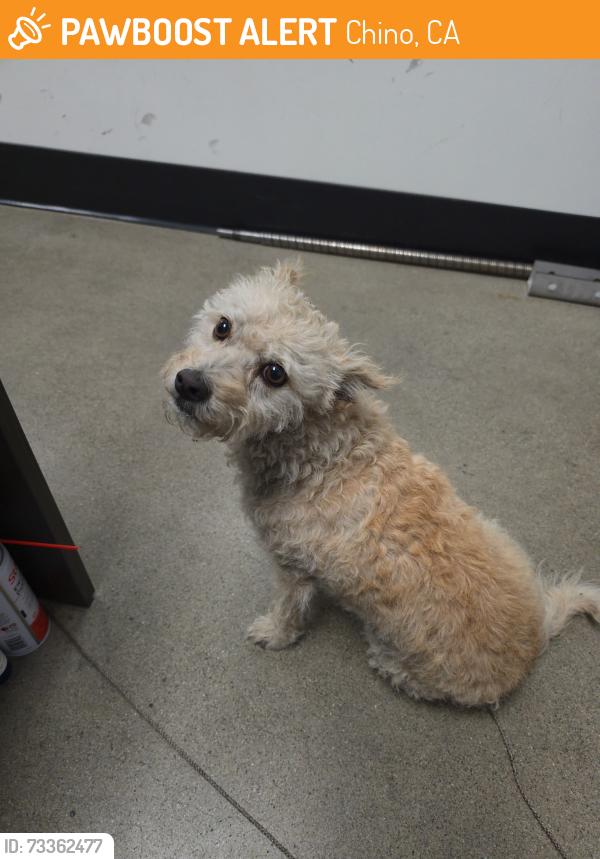 Found/Stray Female Dog last seen Monte Vista & Chino Ave, Chino, CA 91710