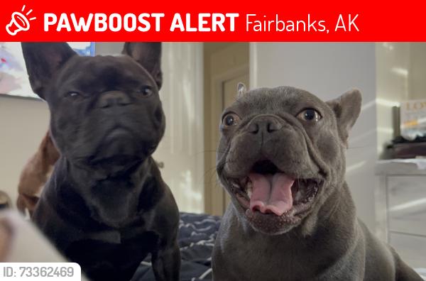 Lost Male Dog last seen Fairbanks and T street, Fairbanks, AK 99703