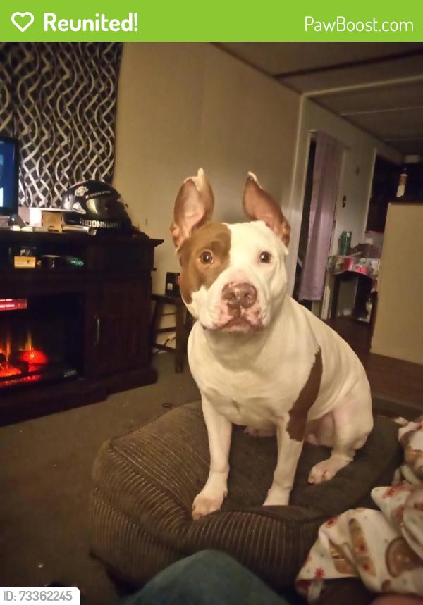 Reunited Male Dog last seen Smokey Creek Rd, Lenoir, NC 28645