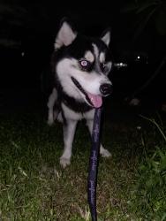 Found/Stray Female Dog last seen 15th ave, Fort Lauderdale, FL 33311