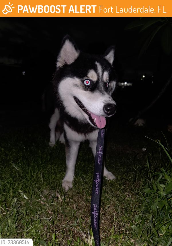 Found/Stray Female Dog last seen 15th ave, Fort Lauderdale, FL 33311