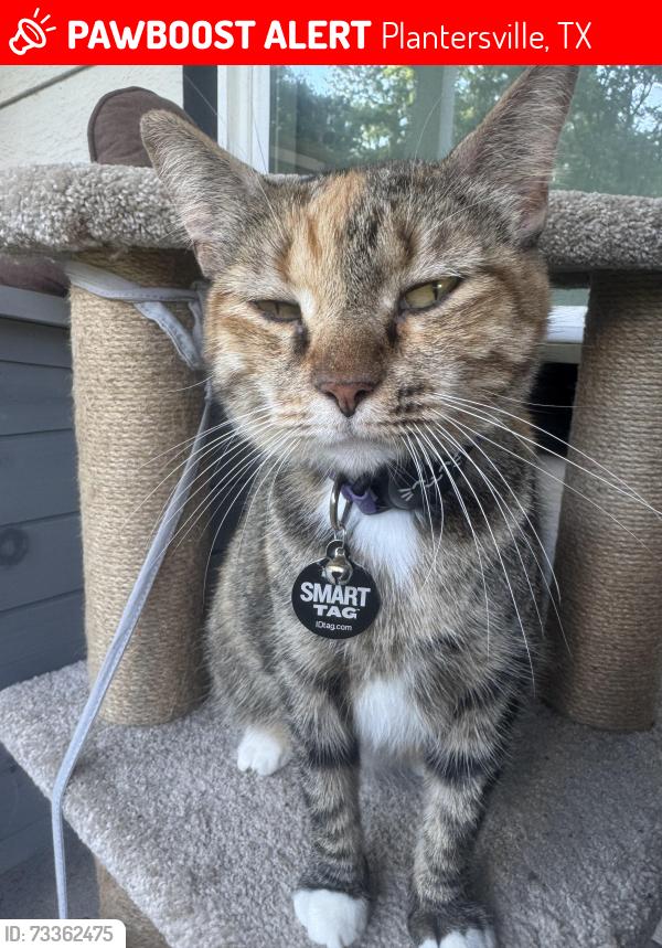 Lost Female Cat last seen CR 302 / Golden Rain Ln, Plantersville, TX 77363