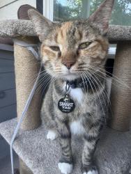 Lost Female Cat last seen CR 302 / Golden Rain Ln, Plantersville, TX 77363