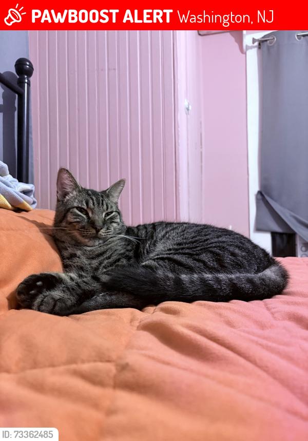 Lost Male Cat last seen Vannatta St, Washington, NJ 07882