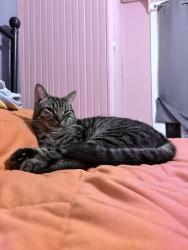 Lost Male Cat last seen Vannatta St, Washington, NJ 07882