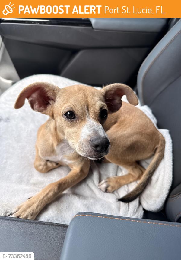 Found/Stray Female Dog last seen Sw California blvd & sw Franklin st, Port St. Lucie, FL 34953