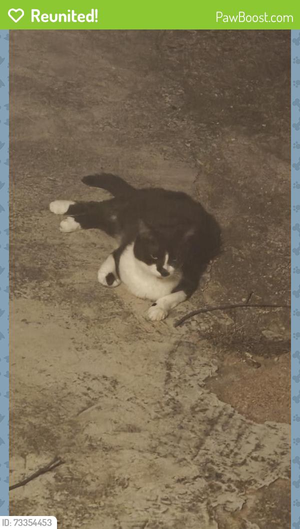 Reunited Female Cat last seen Oxford Way & Penn, The Village, OK 73120