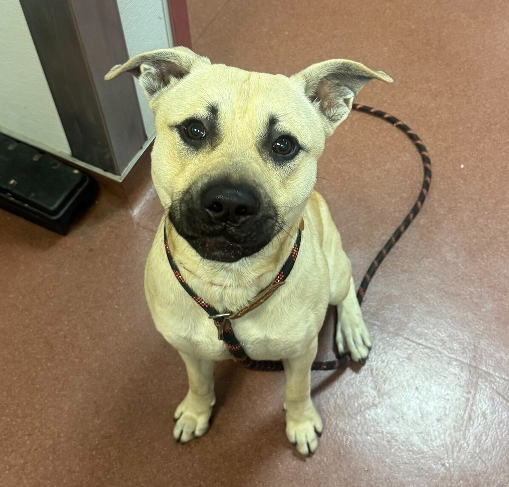 Shelter Stray Male Dog last seen Near Hesperian Boulevard, SAN LEANDRO, CA, 94577, 8323 Baldwin St, Oakland, CA 94621, USA
