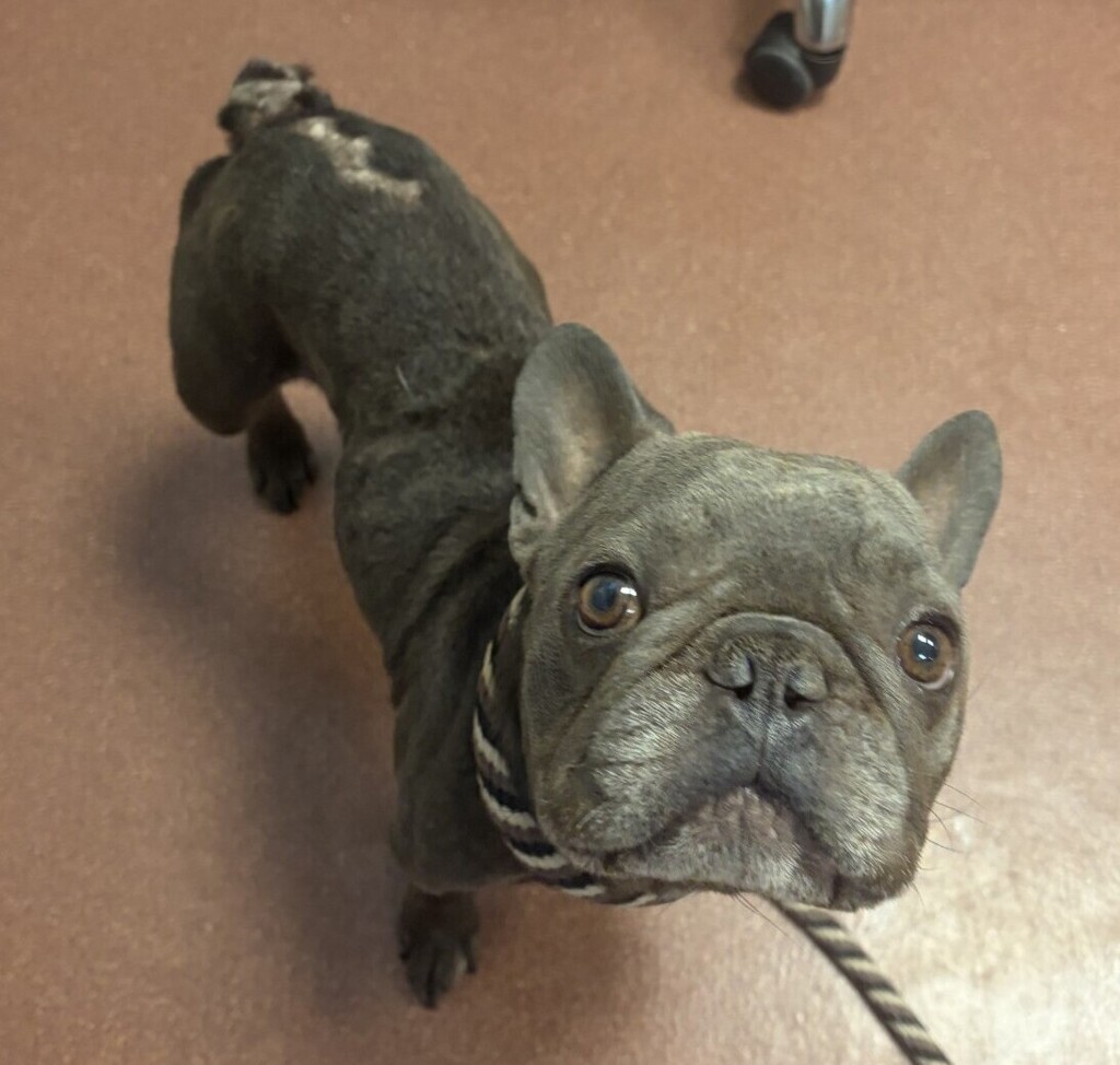 Shelter Stray Male Dog last seen Near W Ave 135th Avenue, SAN LEANDRO, CA, 94577, 8323 Baldwin St, Oakland, CA 94621, USA