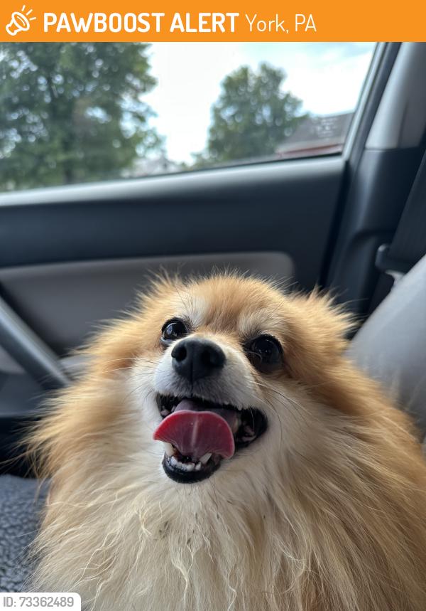 Found/Stray Male Dog last seen Around 1945 Church Road, York, PA, York, PA 17408