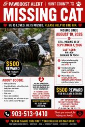 Lost Male Cat last seen PR2408, PR 2412, Hunt County, TX 75474