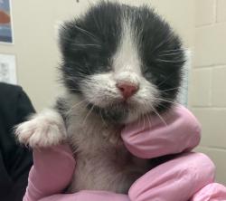 Shelter Stray Male Cat last seen Near N 2nd Street, El Cajon, CA, 92021, El Cajon, CA 92020, USA