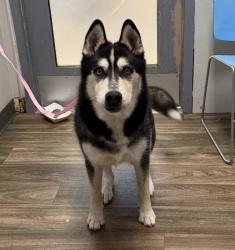 Shelter Stray Male Dog last seen Olvera Avenue, San Diego, CA, 92114, 5500 Gaines St, San Diego, CA 92110, USA
