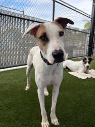 Shelter Stray Male Dog last seen Near University Avenue, San Diego, CA, 92104, 5500 Gaines St, San Diego, CA 92110, USA