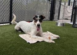 Shelter Stray Male Dog last seen Near University Avenue, San Diego, CA, 92104, 5500 Gaines St, San Diego, CA 92110, USA