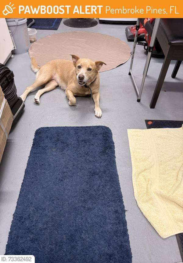 Found/Stray Female Dog last seen Cross the street from my hse, Pembroke Pines, FL 33024