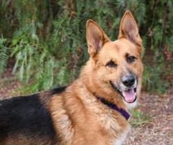 Shelter Stray Male Dog last seen Near W Mission Avenue, Escondido, CA, 92025, Escondido, CA 92027, USA