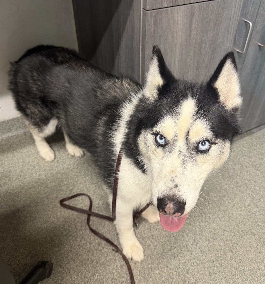 Shelter Stray Male Dog last seen N Ash, Escondido, CA, 92026, 5500 Gaines St, San Diego, CA 92110, USA