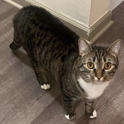 Lost Female Cat last seen Old Hull rd. Fourth St., Athens, GA 30601