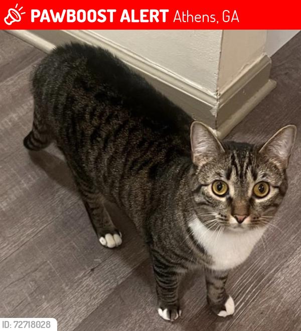 Lost Female Cat last seen Old Hull rd. Fourth St., Athens, GA 30601